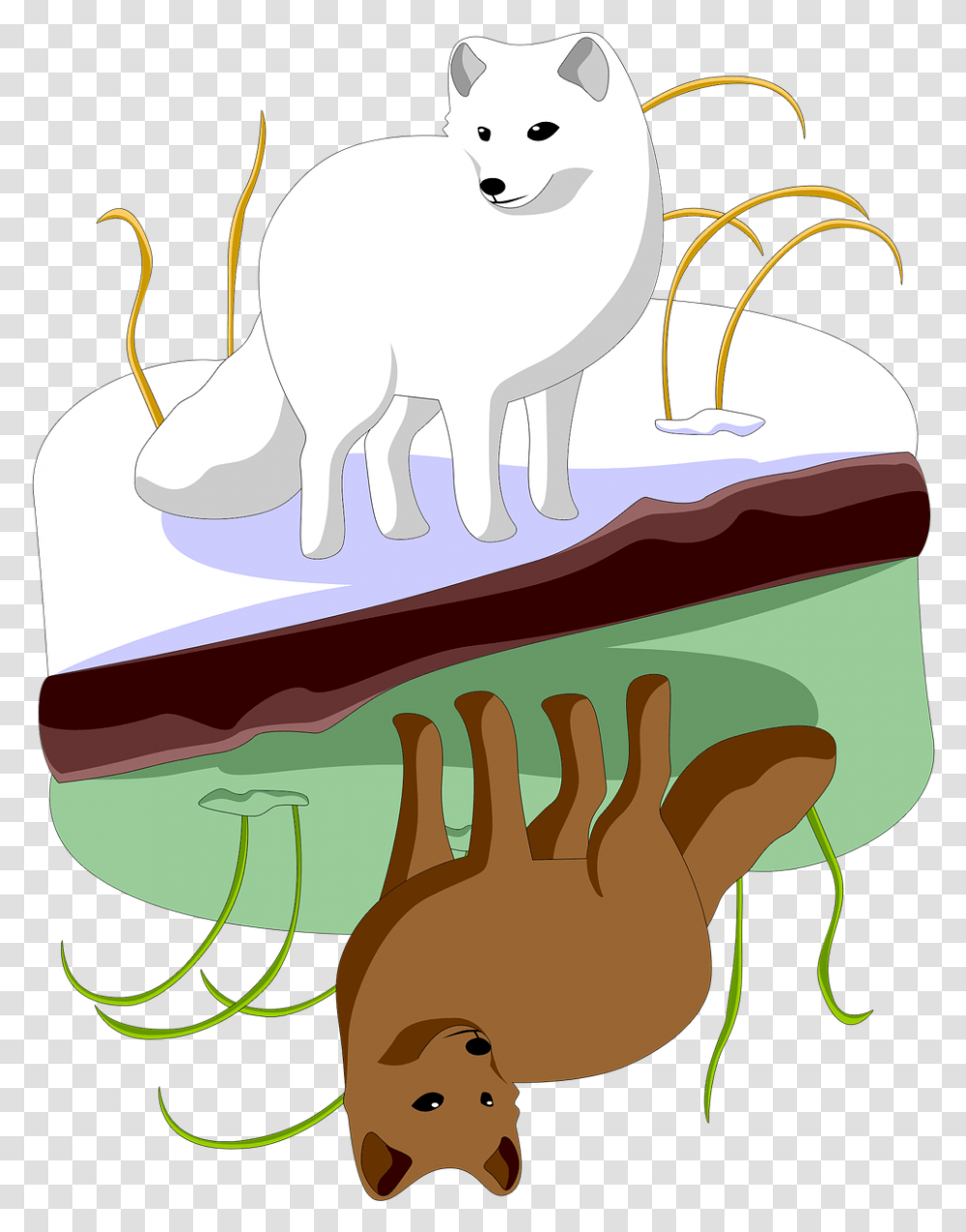 Fox White Summer Winter Disguise Coloring Fur Zorro Artico En Verano Y En Invierno, Animal, Mammal, Sea Life, Wildlife Transparent Png