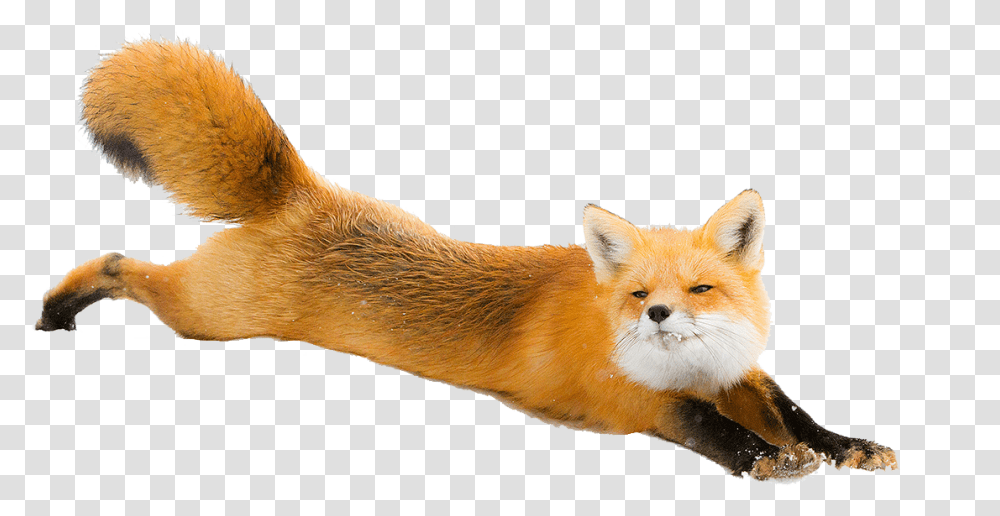 Fox, Wildlife, Animal, Mammal, Red Fox Transparent Png