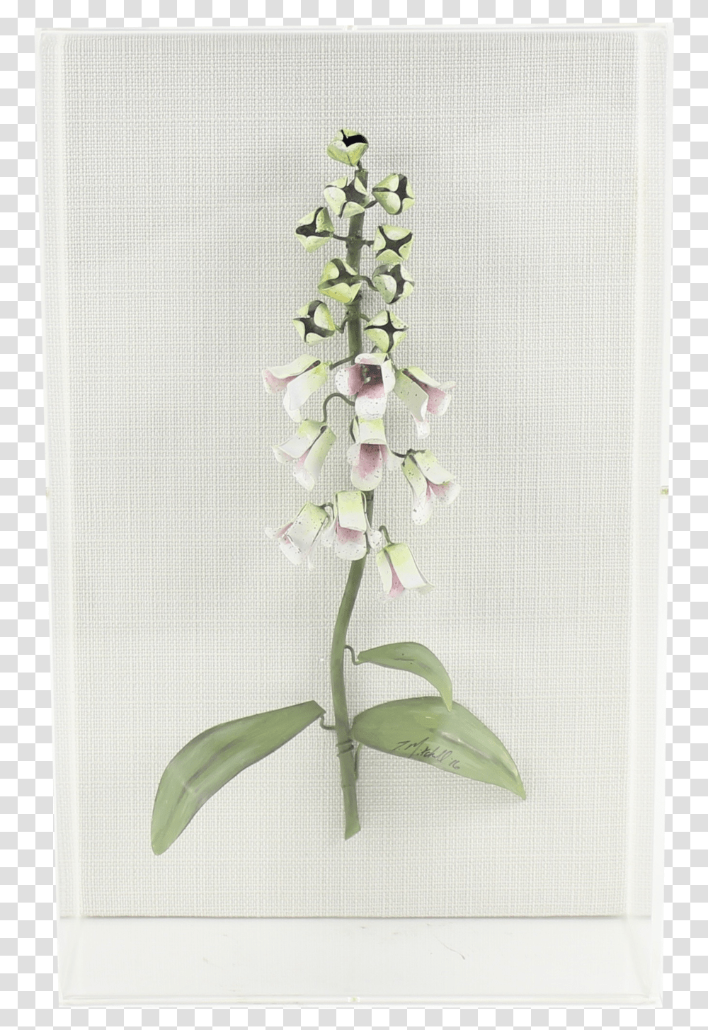 Foxglove Fly Orchid, Plant, Flower, Petal, Floral Design Transparent Png