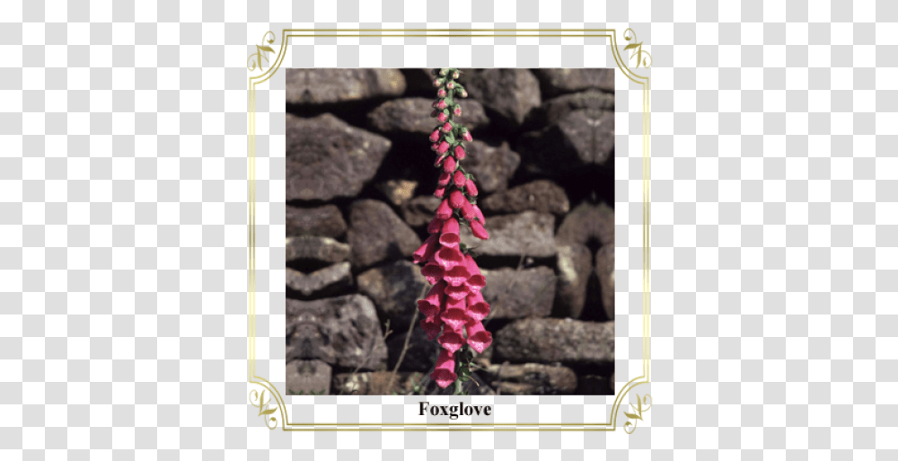 Foxglove Picture Frame, Plant, Flower, Blossom, Stone Wall Transparent Png