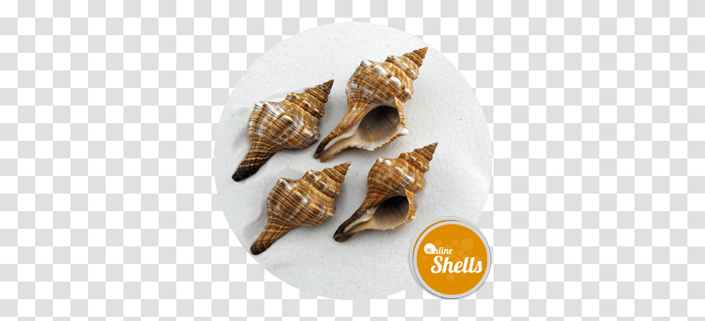 Foxhead Large 75 10cm Online Shells Buy Sea Shells Lovely, Sea Life, Animal, Invertebrate, Seashell Transparent Png
