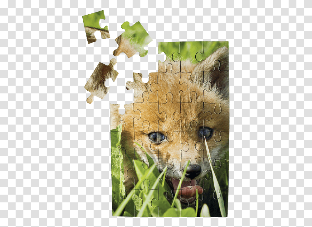 Foxpuzzle Dog Shakes Water Off, Jigsaw Puzzle, Game, Mammal, Animal Transparent Png