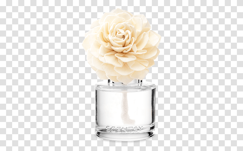 Fragrance Flower With Blue Grotto Scentsy Flower, Rose, Plant, Blossom, Wedding Cake Transparent Png