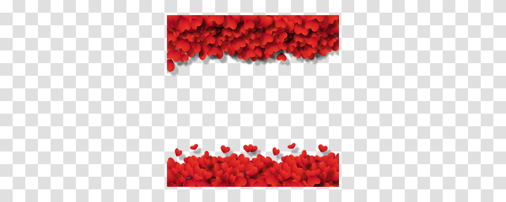 Frame Holiday, Petal, Flower, Plant Transparent Png