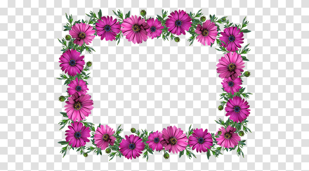 Frame Border Daisies Decoration Label Kwiaty Gify Bez Ta, Purple, Plant, Flower, Blossom Transparent Png