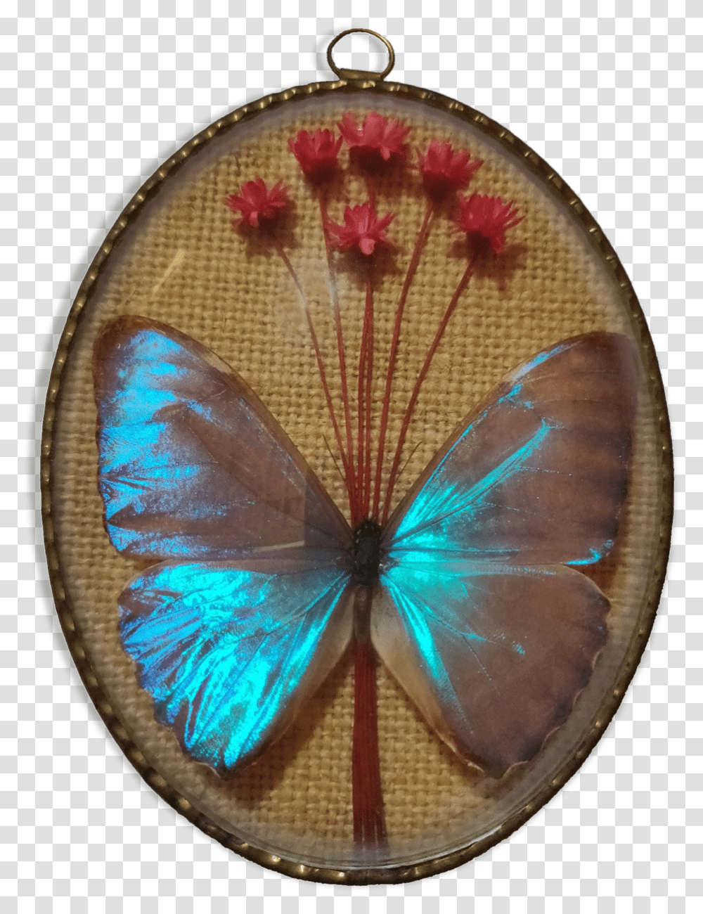 Frame Butterfly Morpho AureolaSrc Https Lycaenid, Pattern, Ornament, Embroidery, Fractal Transparent Png