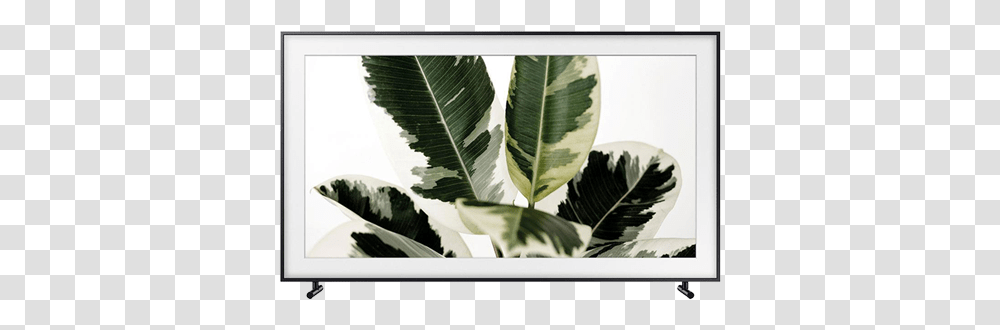 Frame Tv Black Friday, Leaf, Plant, Green, Flower Transparent Png