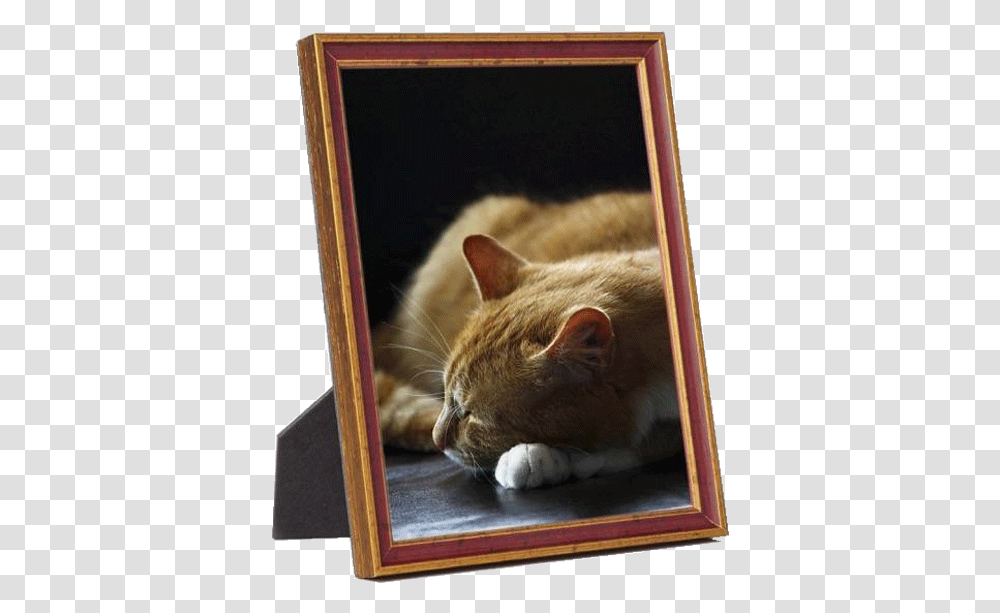 Frame With Photo, Cat, Pet, Mammal, Animal Transparent Png