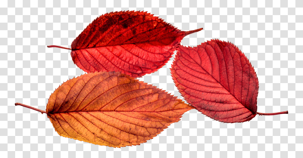 Framed Art For Your Wall Autumn Leaf Leaf Fall, Veins, Plant Transparent Png