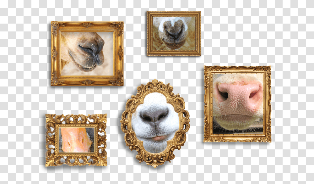 Framed Pictures Of Animal Noses Picture Frame, Mammal, Painting, Cat Transparent Png