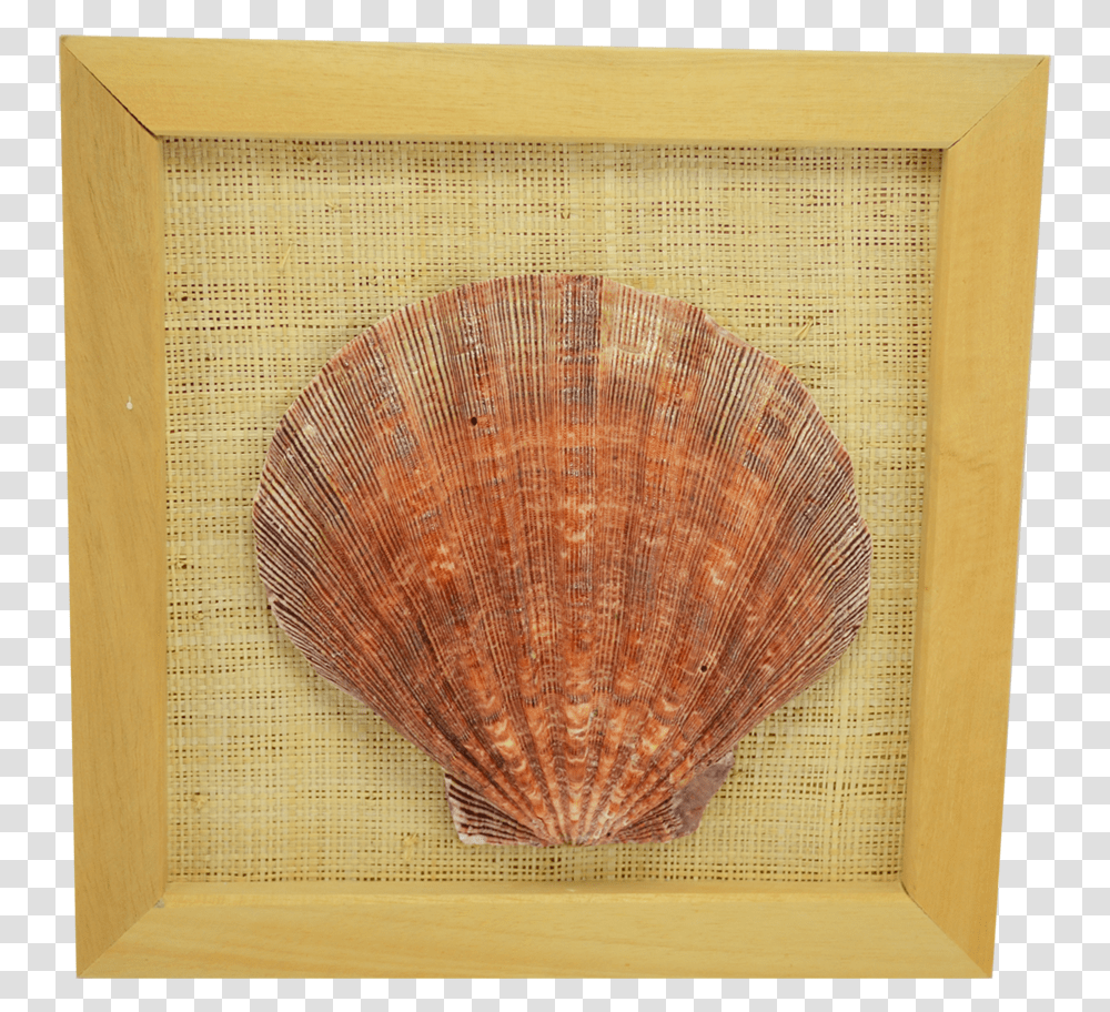 Framed Seashell Lion's Paw, Clam, Invertebrate, Sea Life, Animal Transparent Png
