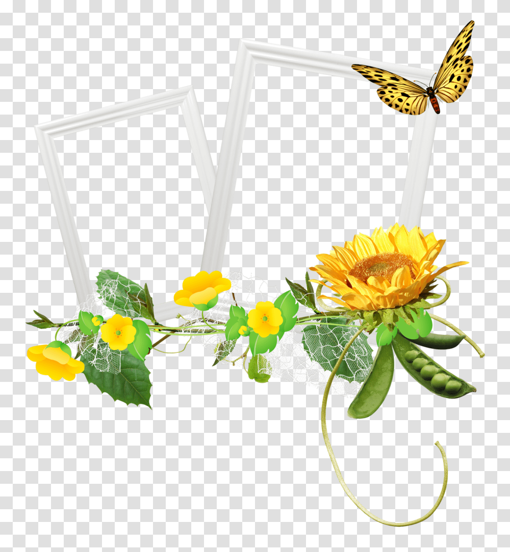 Frames, Plant, Flower Transparent Png