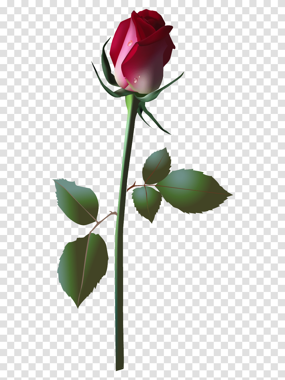 Framespng Pink Rose Vector Vector Flowers, Leaf, Plant, Blossom, Annonaceae Transparent Png