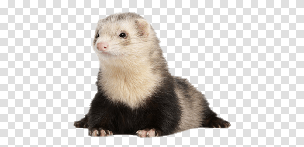 Framework Sad Mink, Ferret, Mammal, Animal, Rat Transparent Png