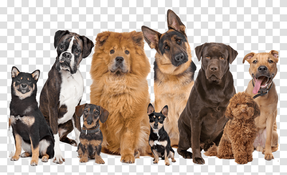 Francesca S Barking Mad Blog Large Group Of Dogs, Pet, Canine, Animal, Mammal Transparent Png