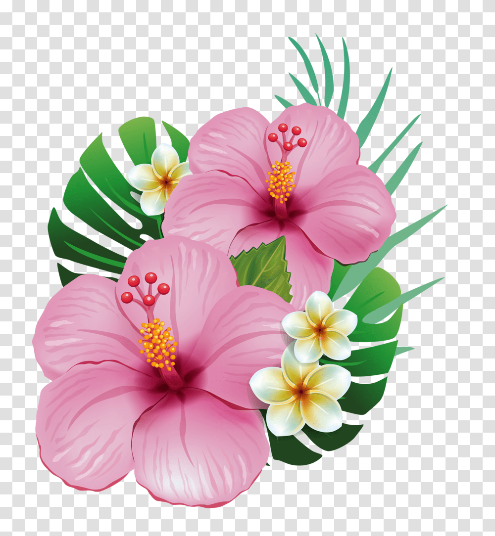 Franch Butta Flores Dibujos Pinturas, Hibiscus, Flower, Plant, Blossom Transparent Png
