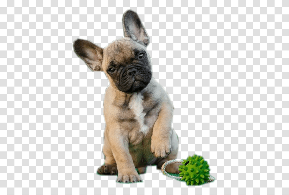 Francuzskij Buldog Shenok Palevij, French Bulldog, Pet, Canine, Animal Transparent Png