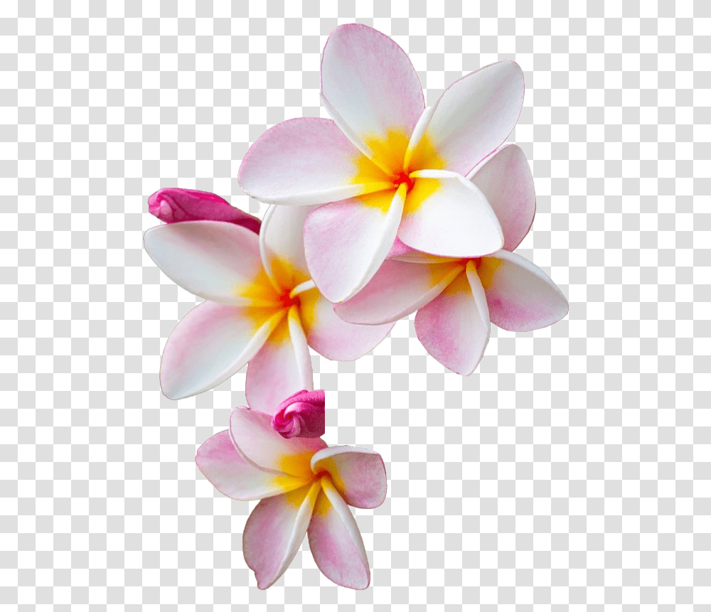 Frangipani Flower Image All Frangipani, Plant, Geranium, Blossom, Petal Transparent Png