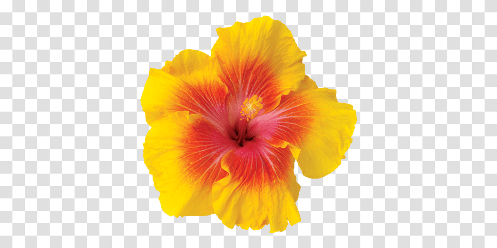 Frangipani Flowers Icon Theme Android Apps Hawaiian Hibiscus, Plant, Blossom Transparent Png