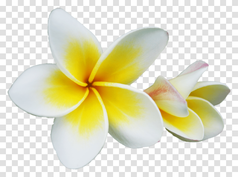 Frangipani Frangipani, Petal, Flower, Plant, Blossom Transparent Png