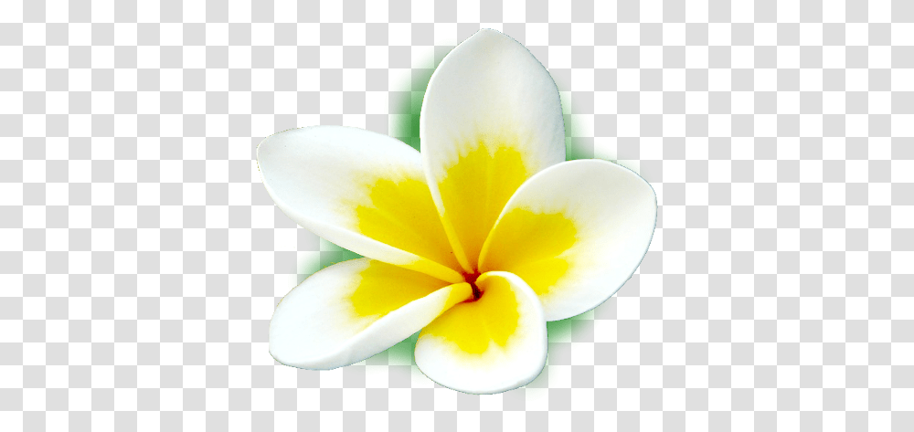 Frangipani Icons - Apps Frangipani, Petal, Flower, Plant, Blossom Transparent Png