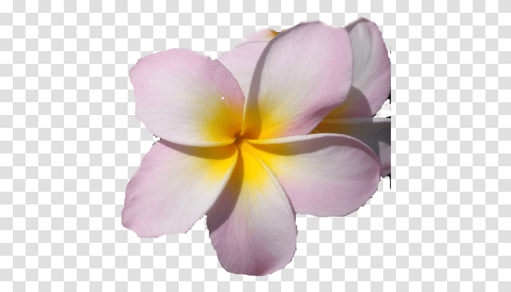 Frangipani Images All Macro Photography, Petal, Flower, Plant, Blossom Transparent Png