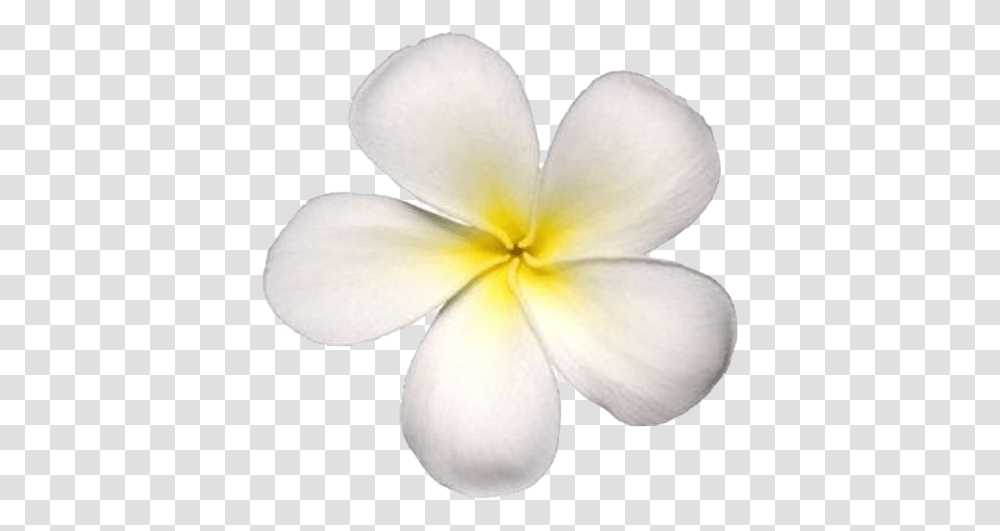 Frangipani Images White Flower, Petal, Plant, Blossom, Fungus Transparent Png