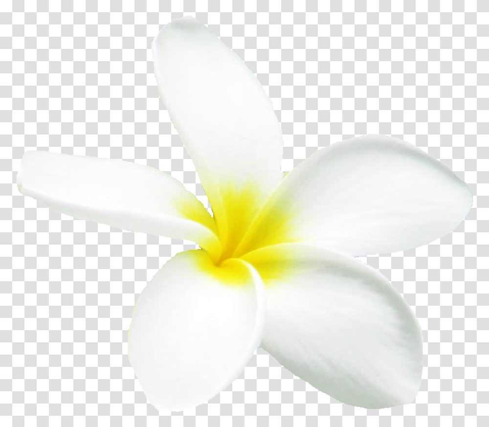 Frangipani, Petal, Flower, Plant, Blossom Transparent Png