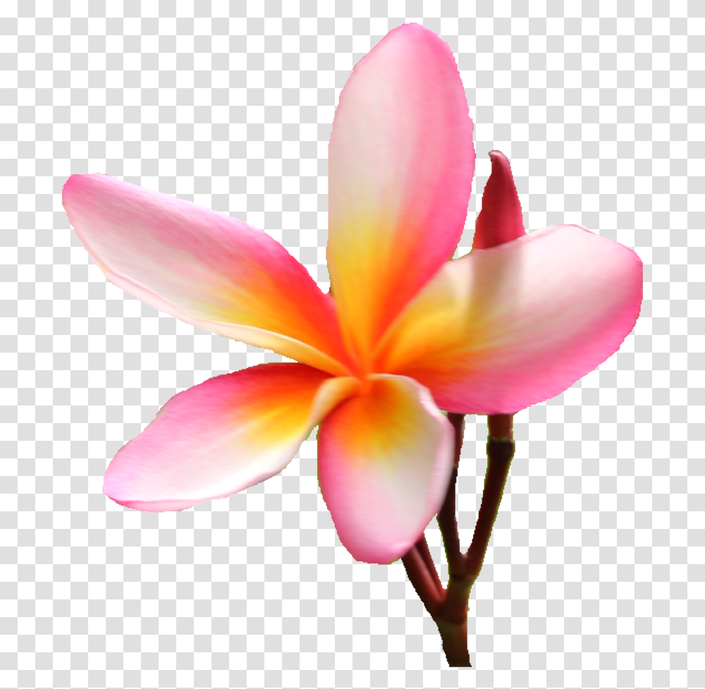 Frangipani, Petal, Flower, Plant, Blossom Transparent Png