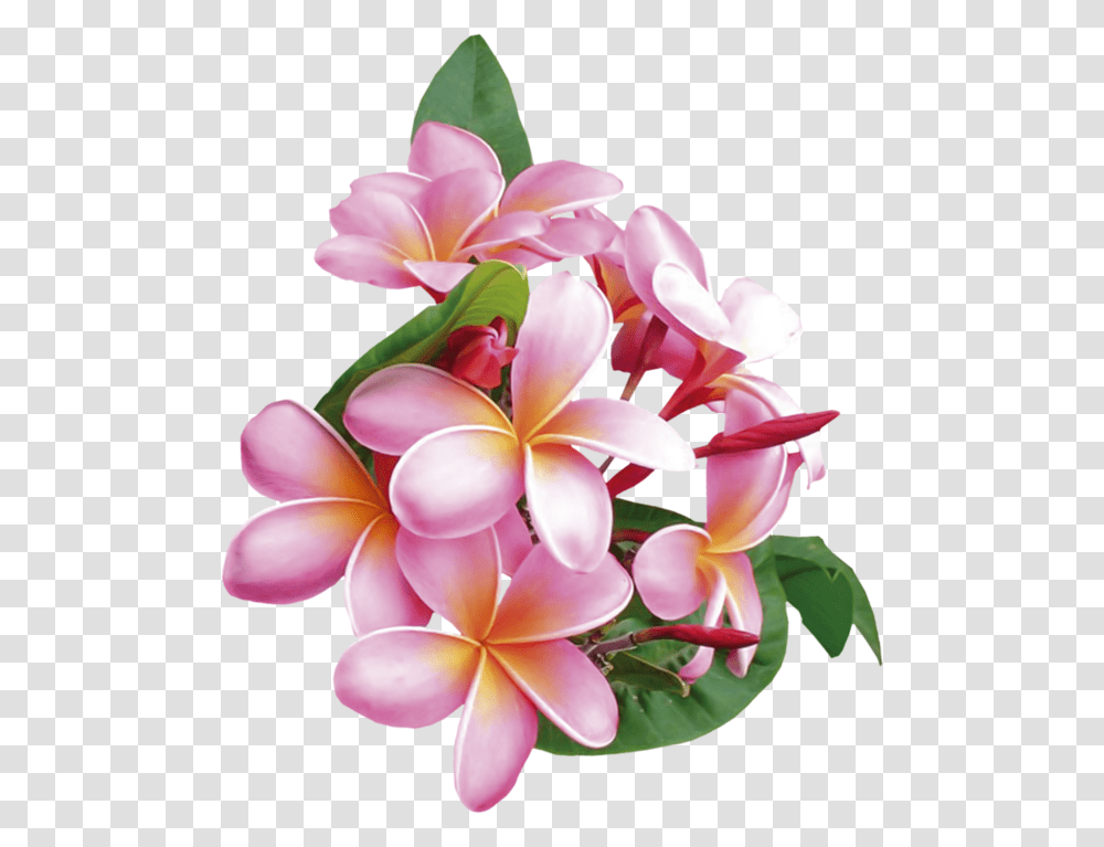 Frangipani, Plant, Flower, Blossom Transparent Png