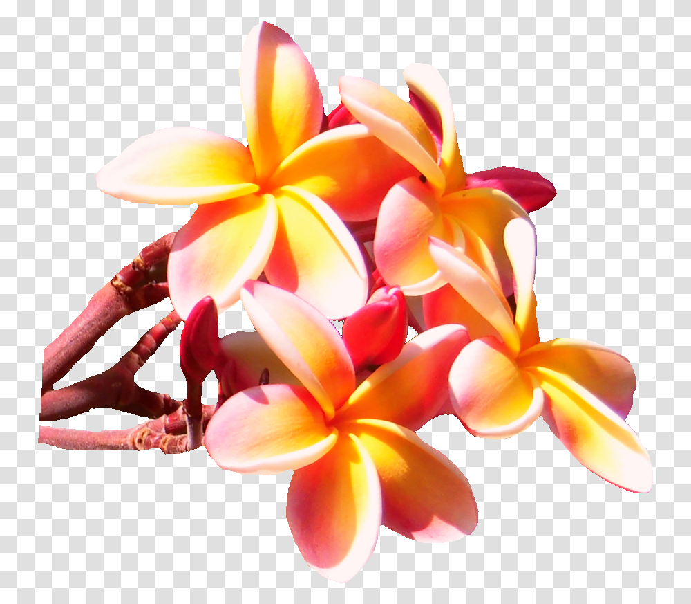 Frangipani, Plant, Flower, Blossom, Petal Transparent Png