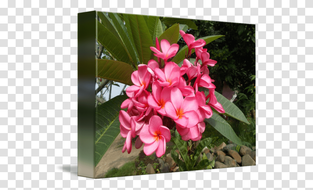 Frangipani, Plant, Geranium, Flower, Blossom Transparent Png