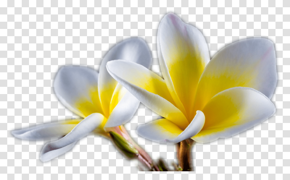 Frangipani, Plant, Petal, Flower, Iris Transparent Png