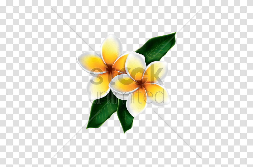 Frangipani Vector Kamboja, Plant, Flower, Blossom, Petal Transparent Png