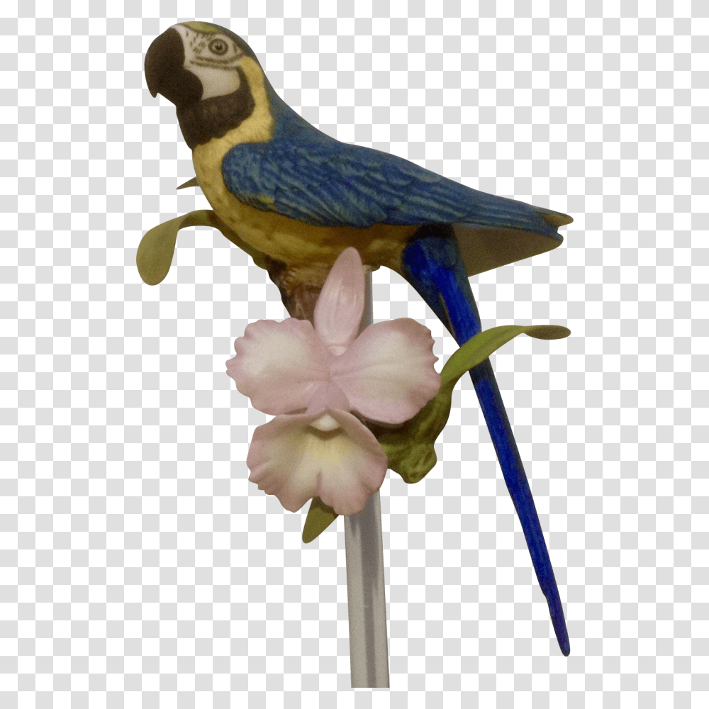 Franklin Mint Tropical Birds And Flowers Series Blue Macaw, Animal, Parrot, Canvas Transparent Png