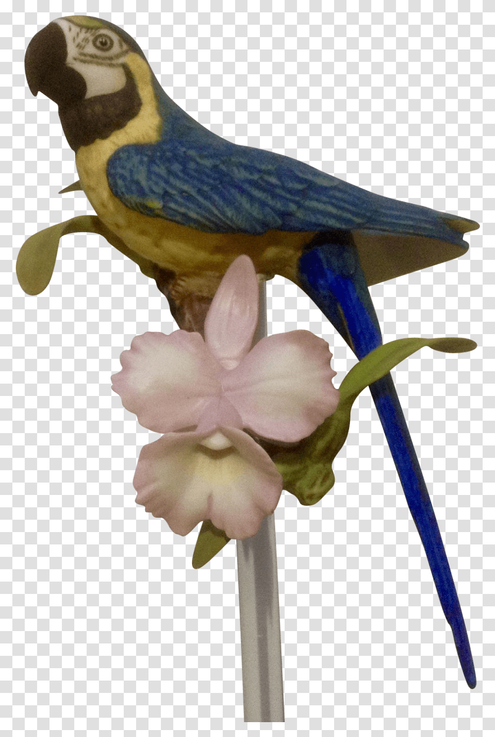 Franklin Mint Tropical Birds And Flowers Series Franklin Porcelain Birds, Animal, Plant, Blossom, Parrot Transparent Png