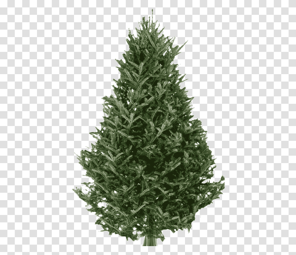 Fraser Fir Christmas Tree Live Balsam Fir Christmas Trees, Ornament, Plant, Pine, Conifer Transparent Png