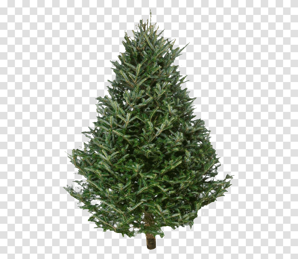 Fraser Fir Christmas Trees Pine Tree Christmas Fresh, Ornament, Plant, Abies, Conifer Transparent Png