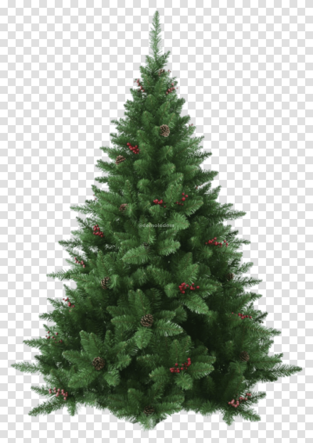 Fraser Tree 5.5 Ft Christmas Tree Unlit, Ornament, Plant, Fir, Abies Transparent Png