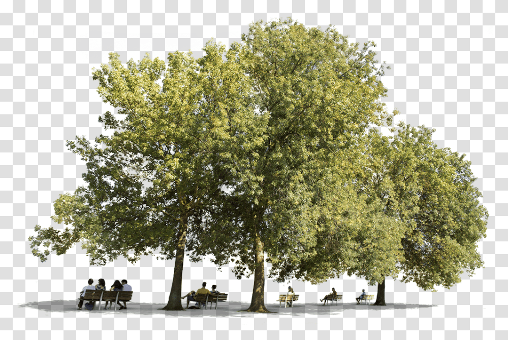 Fraxinus Cut Out, Tree, Plant, Tree Trunk, Person Transparent Png
