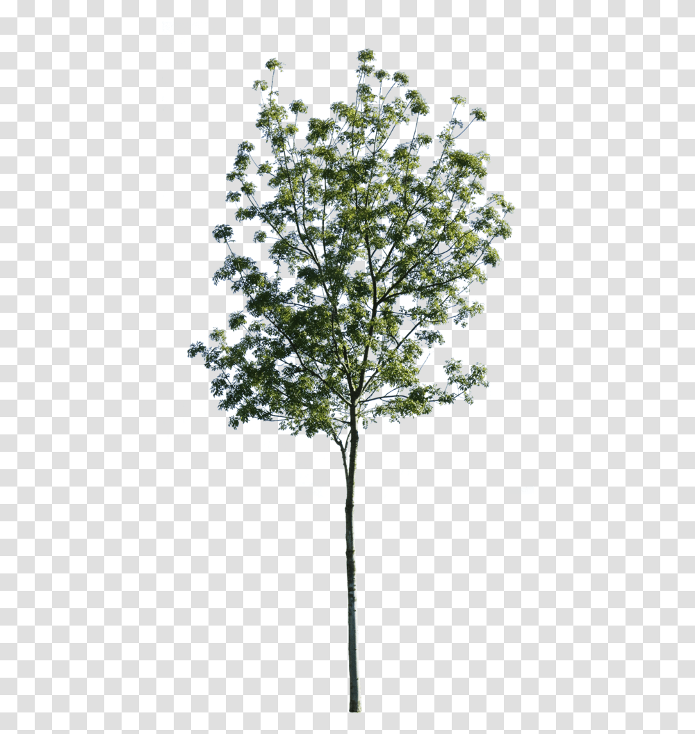 Fraxinus Excelsior Cutout, Tree, Plant, Vegetation, Nature Transparent Png