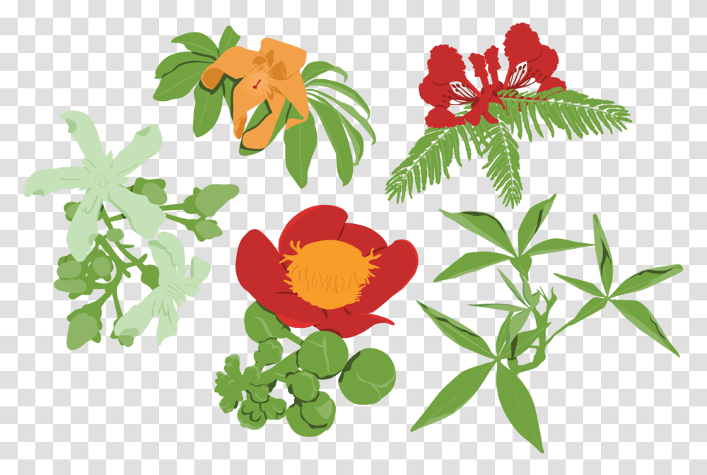 Frd Gbdbg Darwin Grown Graphics Flowers, Floral Design, Pattern, Plant Transparent Png