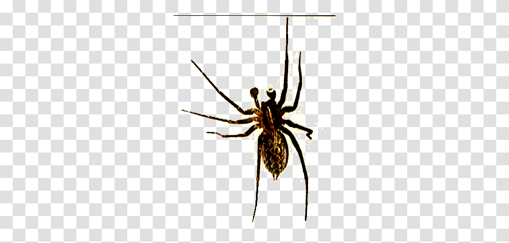 Fred C, Spider, Invertebrate, Animal, Arachnid Transparent Png