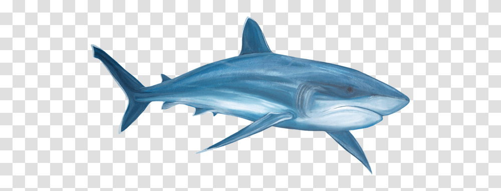 Free And Paint Shop Pro Tubes Sea Animals, Shark, Sea Life, Fish, Mammal Transparent Png