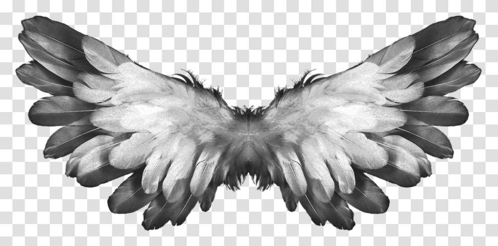 Free Angel Wings Feathers Images Background Bible Accurate Angels, Eagle, Bird, Animal, Vulture Transparent Png