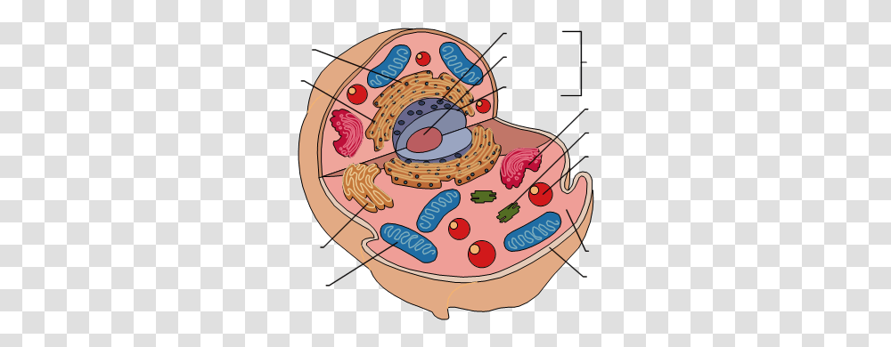 Free Animal Cell Download Blank Animal Cell Diagram, Birthday Cake, Dessert, Food, Bowl Transparent Png