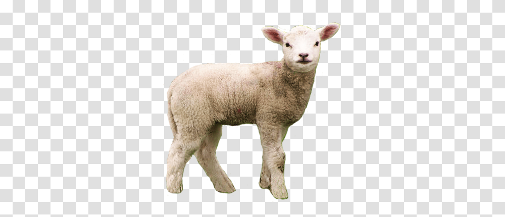 Free Animal Cliparts Lamb Of God Who Takes Away The Sins Of, Sheep, Mammal Transparent Png