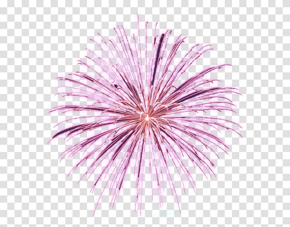 Free Animated Fireworks Gifs Clipart And Firework Animations Animated Firework Gif, Plant, Nature, Outdoors, Flower Transparent Png