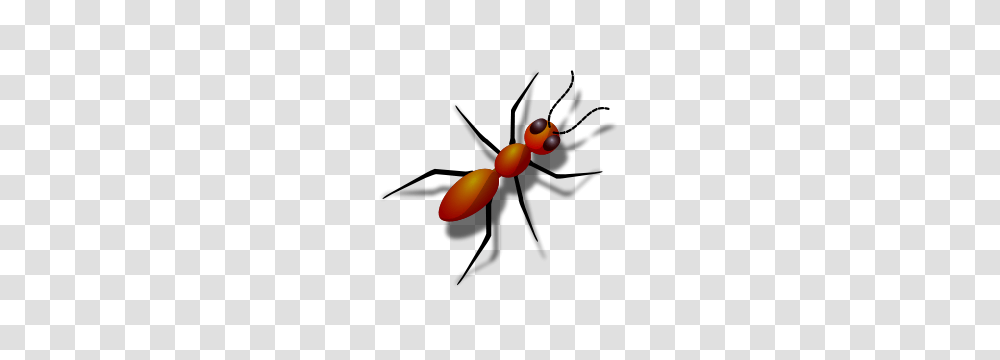 Free Ant Clipart Ant Icons, Animal, Invertebrate, Insect Transparent Png