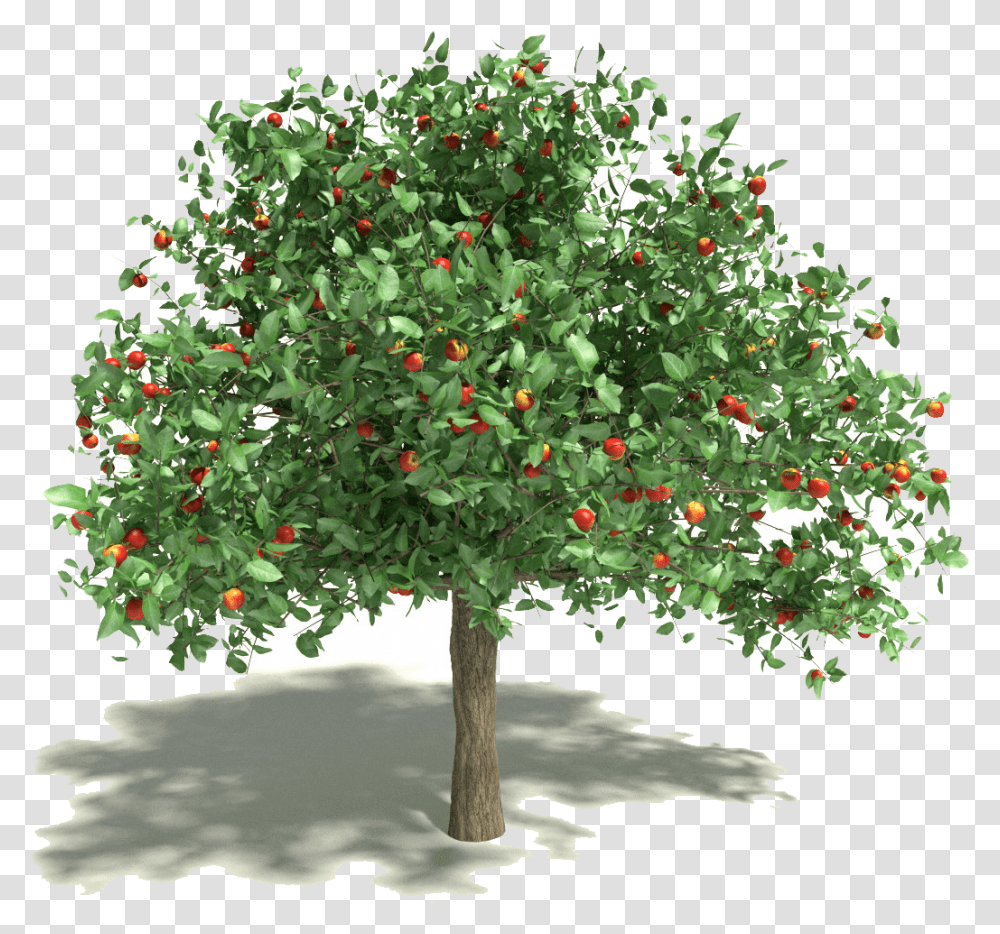 Free Apple Tree Clipart Blood Pack Apple Tree, Plant, Fruit, Food, Potted Plant Transparent Png